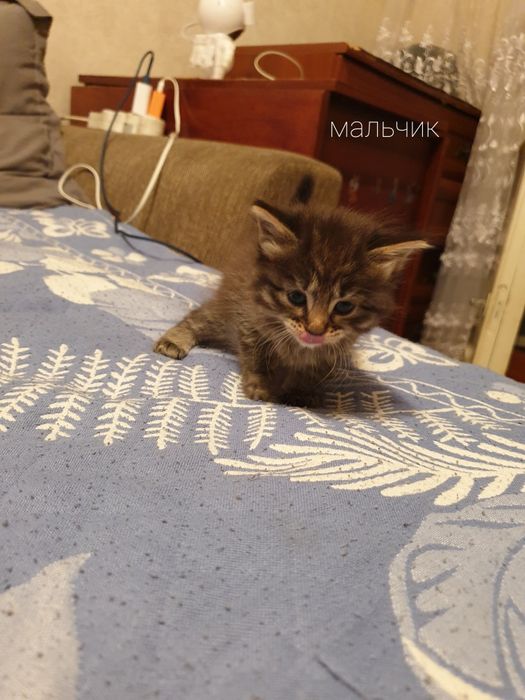 Отдам котят бесплатно