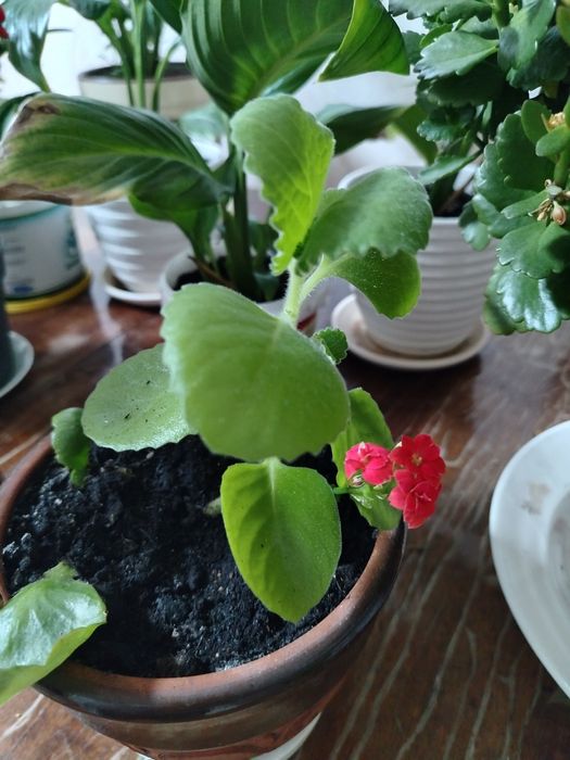 Комнатные цветы по 1.500