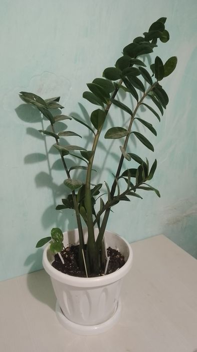 Срочно продам долларовое дерево