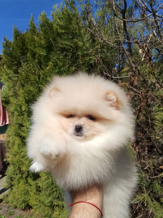 Померан померани