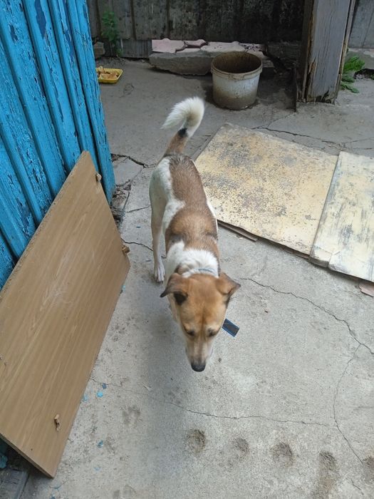 Отдам в добрые руки