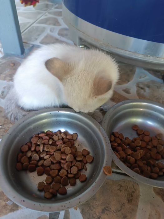 Котенок в добрые руки