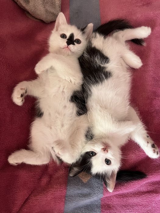 Котики красивые