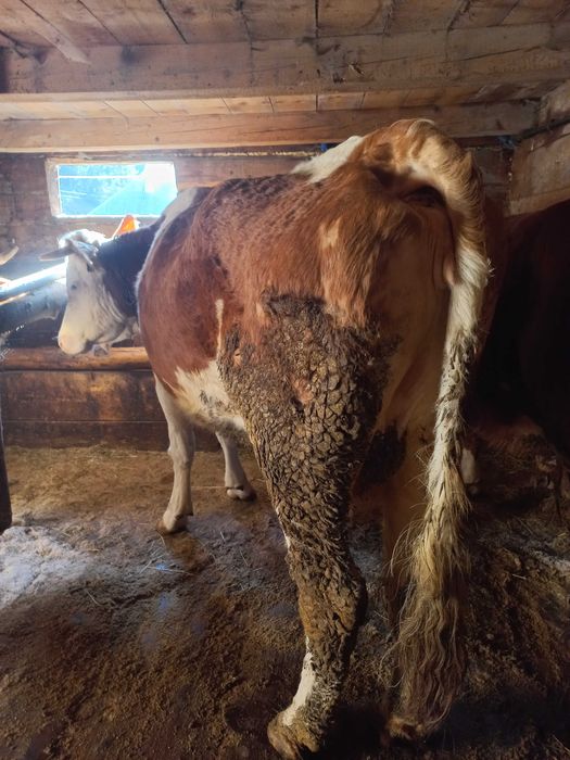 Vacă bălțată românească