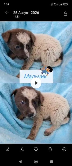 Добрые щенки в хорошие руки