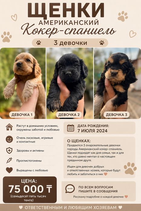 Американский Кокер-спаниель