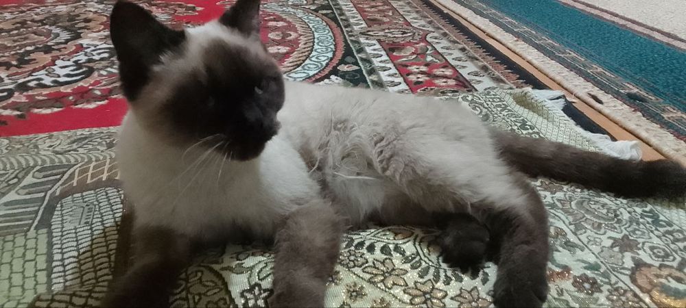 Siyamski mushuk erkak naxt yoki yaxwi bolari bosa varyant gaplashazm