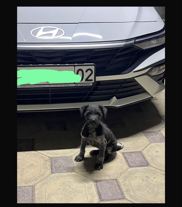 Срочно продам щенка дратхара от рабочих родителей