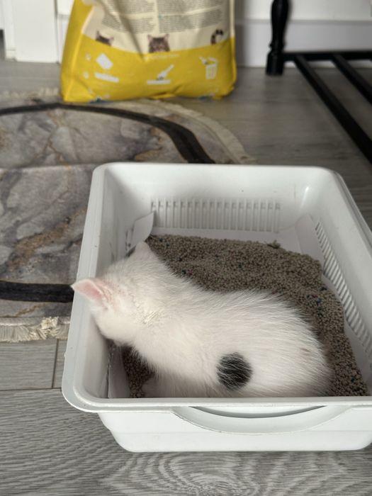 Котята бесплатно