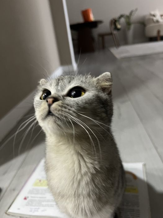Кошка за.  60000