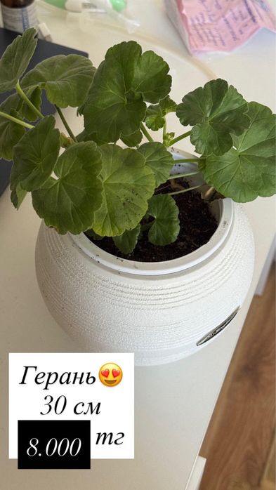 Продам домашние цветы