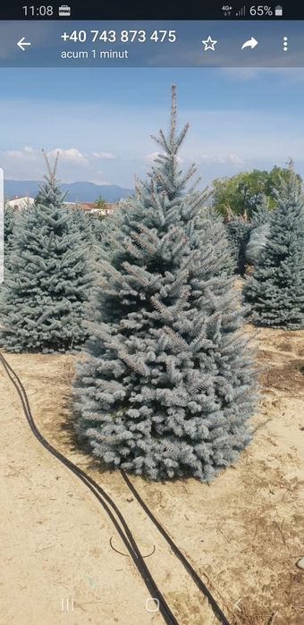 Vând brad argintiu fat albert