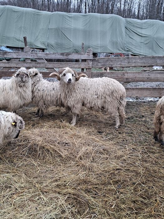 Vând berbec oacheș