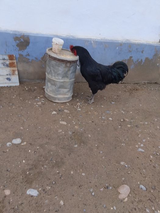 Джерси гигант кораз сатылады