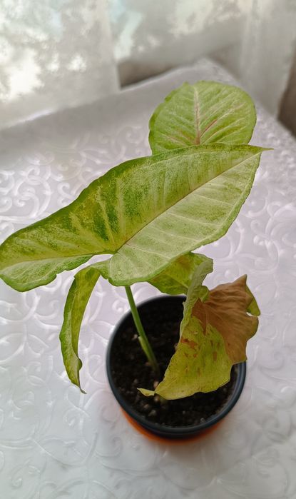 Сингониум Конфетти