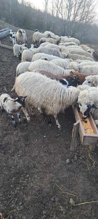 Oi de vanzare oile sunt si fatate din ele