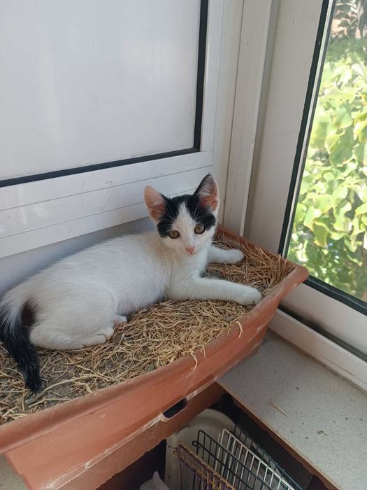 Подарявам женско коте