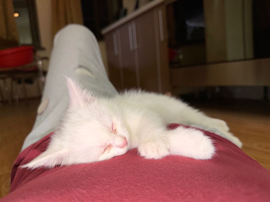 Scottish Fold baby