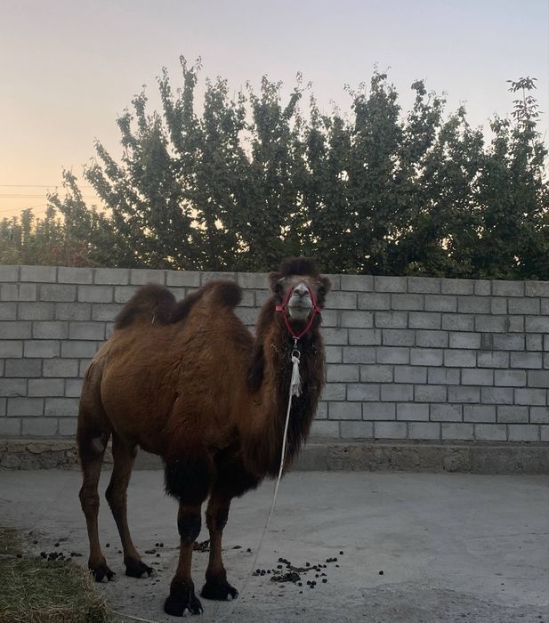 Fohisha qora tanli erkakning xorozini silkitadi va uning qoshigini yalaydi