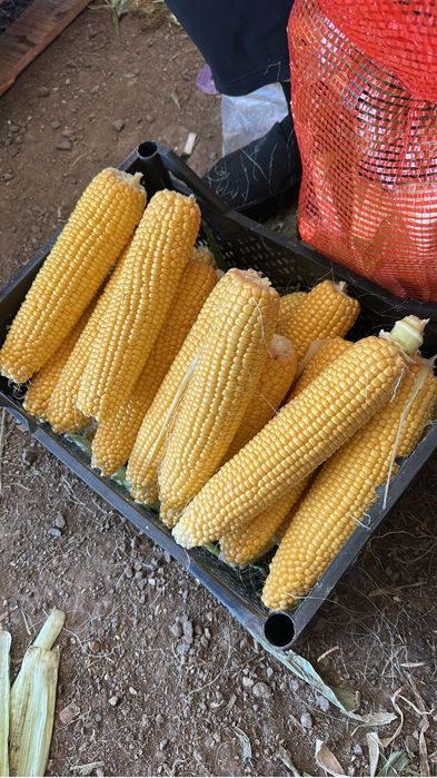 Кукуруза/Жүгеріі