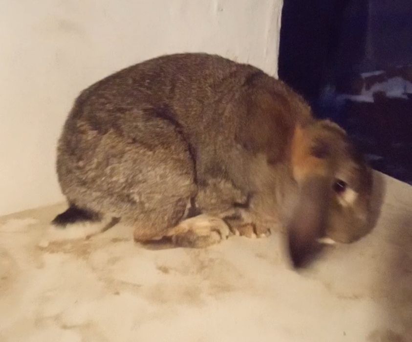 Қойан қойан қойан