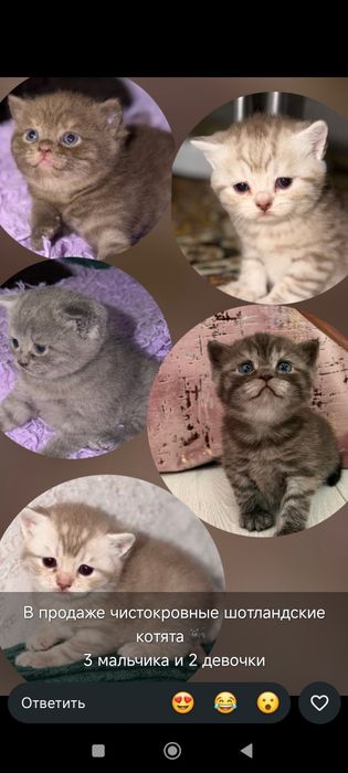 Вязка шотландский Скотишь страйт
