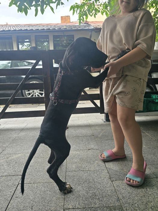 Mascul Dog German  (great dane)4luni