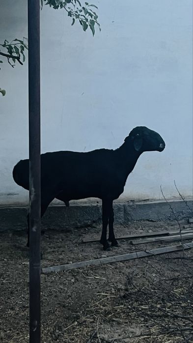 2 жасар 2 Қошқар сатылады