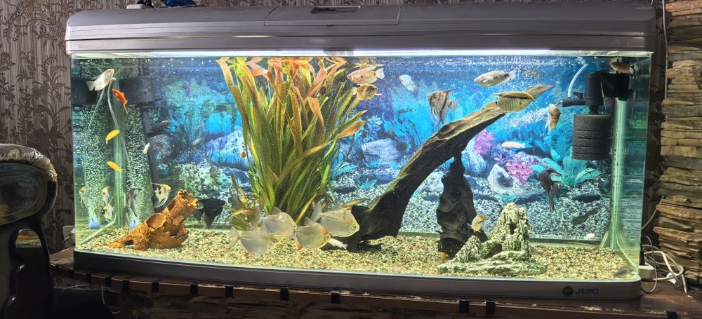 Аквариумные рыбы ( Цихлиды и Метиннисы)