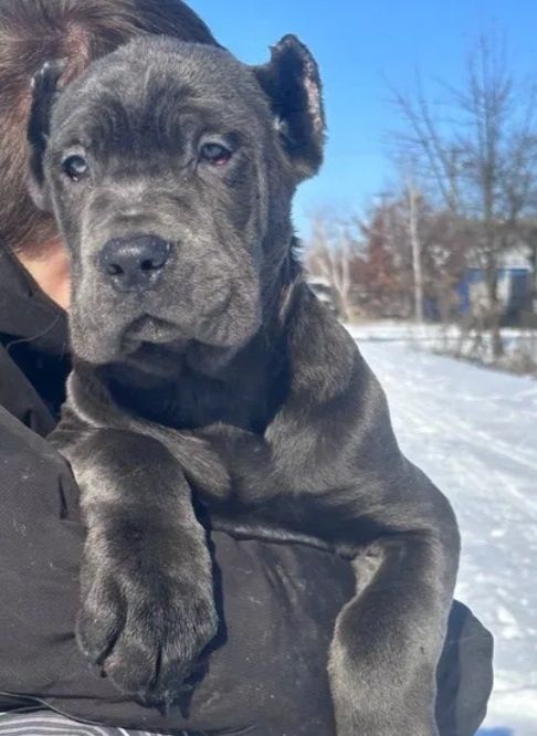 Продажа девочки корсо