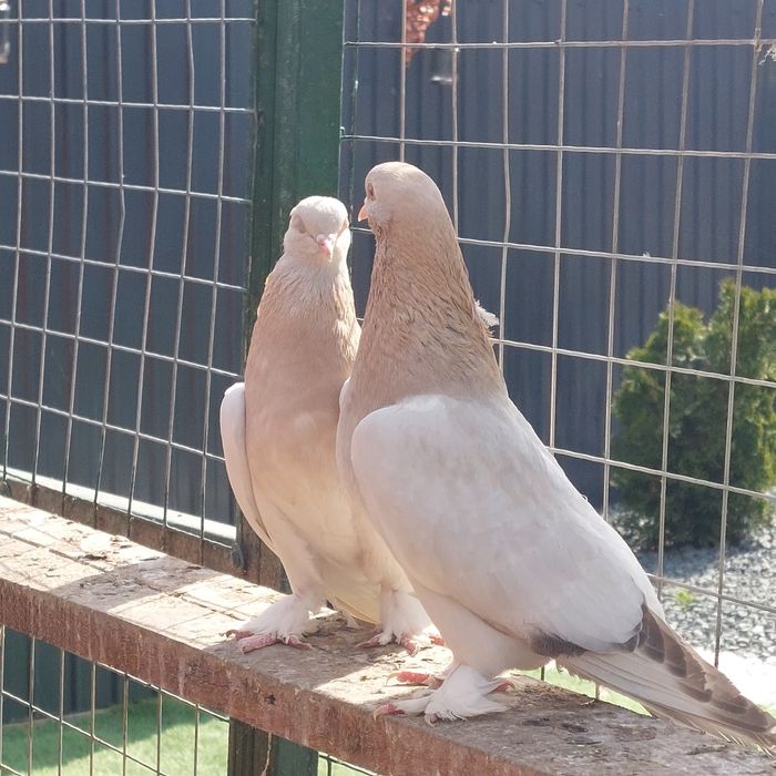 Vand porumbei  takla