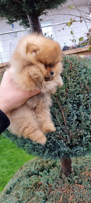 Померанче мини померан