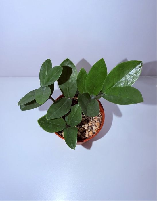 Замиокулькас, комнатные растения, комнатные цветы