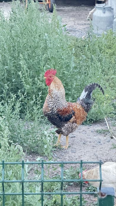 Продам кур. Тауық сатамын