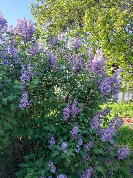 Куст сирени продается