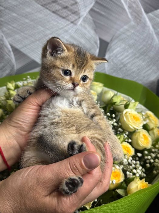 британские малыши  плюшки