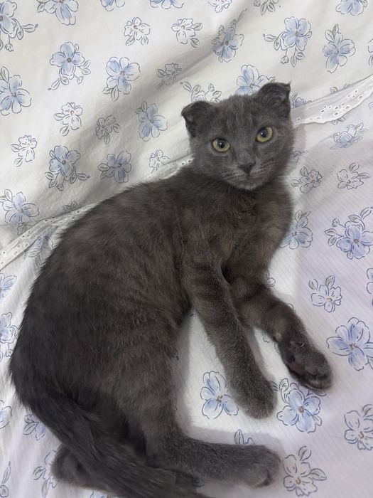 Отдам котенка (девочка)