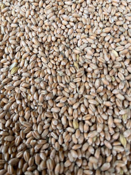 пшеница урожай  2025  мешках