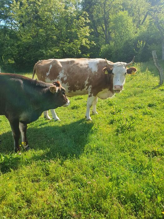 Vând vaca cu vitica