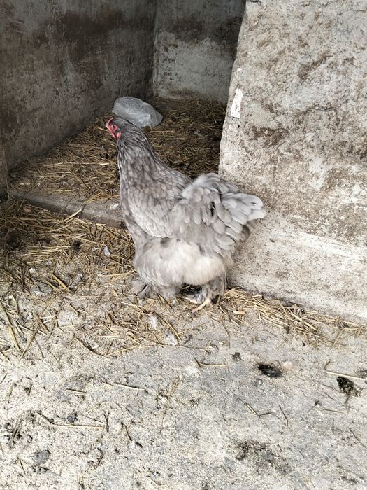 Vând oua găină brahma dark uriaș și blue