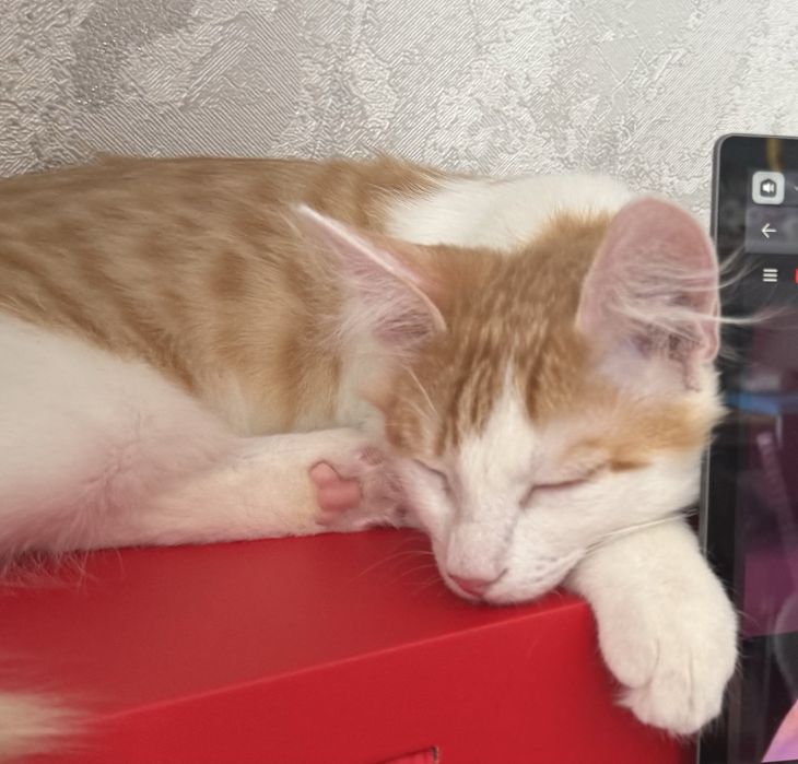 Отдам котенка в добрые руки