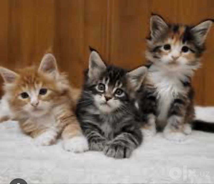 Отдам котят в добрые руки