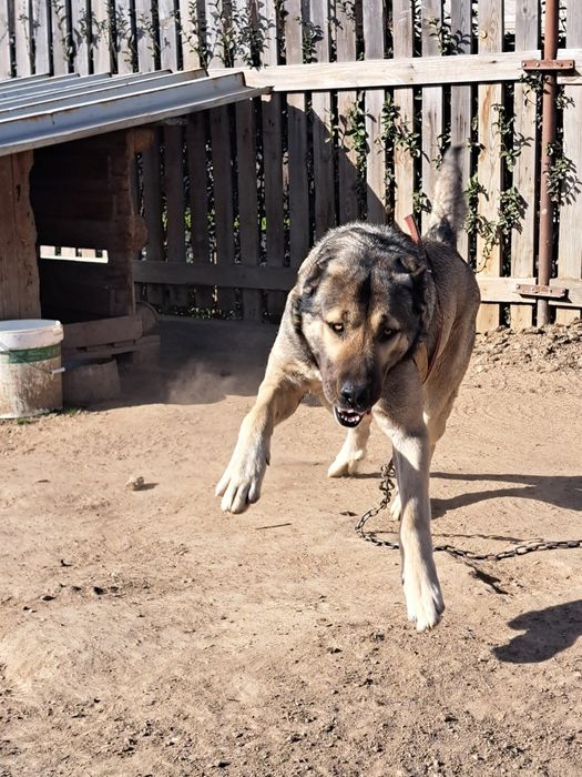 Продавам чистокръвен Кангал