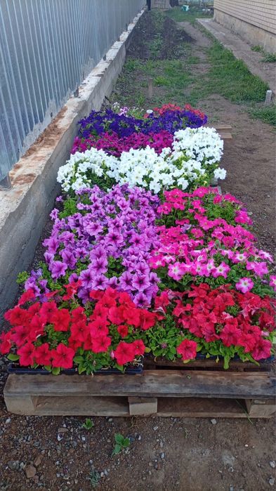Продается Петуния цветы