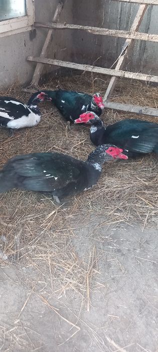 Ouă de rață mută