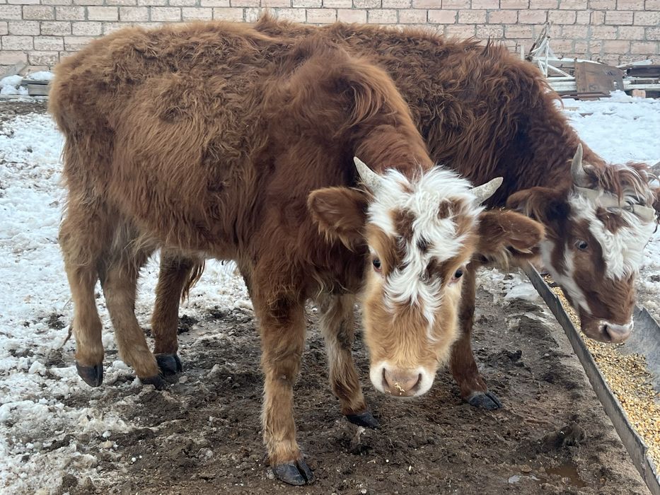 2 бас қашар сатылады