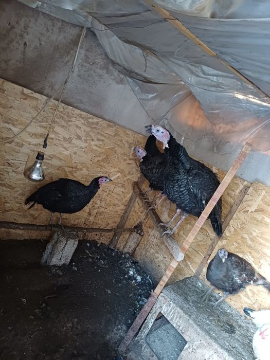 Ундіктер сатылады