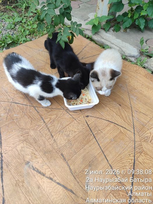 Котята в добрые и заботливые руки! Кошка