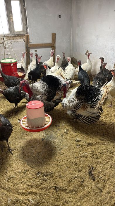 Яйцо индюка инкубационые