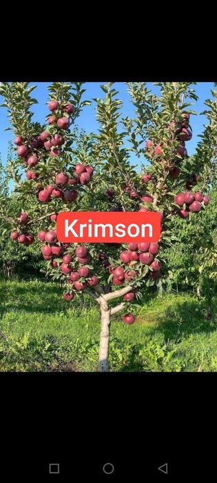 Мевали кучатлар карлик ва полкарлик